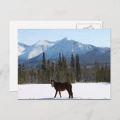 Wildes Pferd auf dem Alaska Highway Postkarte (Vorne/Hinten)