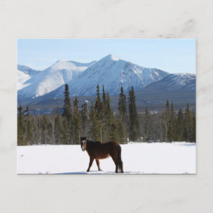Wildes Pferd auf dem Alaska Highway Postkarte