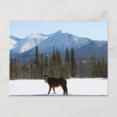 Wildes Pferd auf dem Alaska Highway Postkarte (Vorderseite)