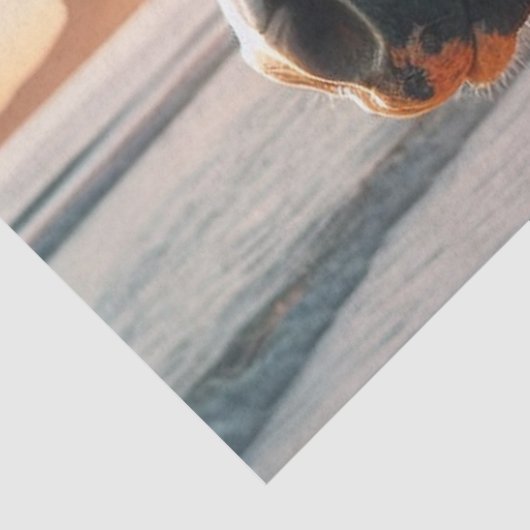 Wildes Pferd Chincoteague Island Decoupage Paper Seidenpapier (Ausschnitt)