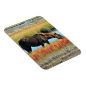 Wildes Pferd, das auf dem Feld isst Magnet (Rechte Seite)