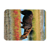 Wildes Pferd, das auf dem Feld isst Magnet (Horizontal)