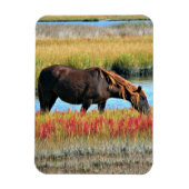Wildes Pferd, das auf dem Feld isst Magnet (Vertikal)