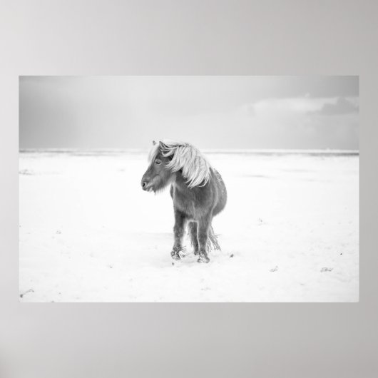 Wildes Pferd, Island Poster (Vorne)