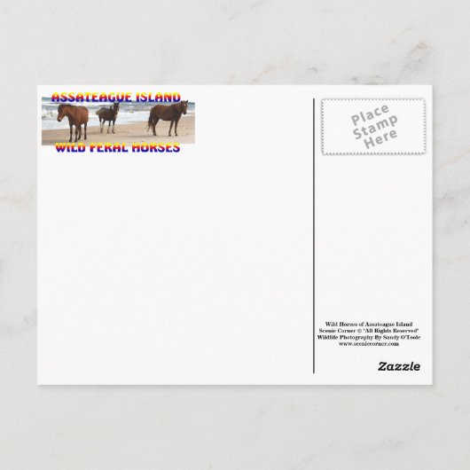 Wildes Pferd Postcard, Assateague Island Postcard Postkarte (Rückseite)