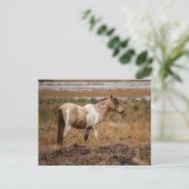 Wildes Pferd Postkarte (Stehend Vorderseite)