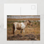 Wildes Pferd Postkarte (Vorne/Hinten)