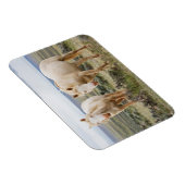 Wildes Pferd Roaming auf dem Priaire von Cody Magnet (Rechte Seite)