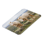 Wildes Pferd Roaming auf dem Priaire von Cody Magnet (Linke Seite)