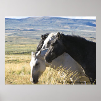 Wildes Pferd Schwarz und Weiß-Band-Druckplakat Poster