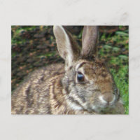 Wildes Rabbit Up Nahe Postkarte