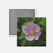 Wildes Rosa-Rose Magnet (Vorderseite/Rückseite)
