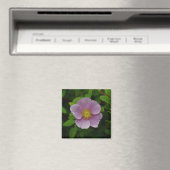 Wildes Rosa-Rose Magnet (In Situ (Geschirrspüler))