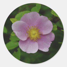 Wildes Rosa-Rose Runder Aufkleber