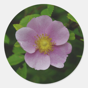 Wildes Rosa-Rose Runder Aufkleber