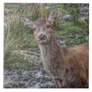 Wildes Rotwild und Hirsch in Schottland Fliese
