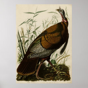 Wildes Turkey_Audubon_Poster Poster