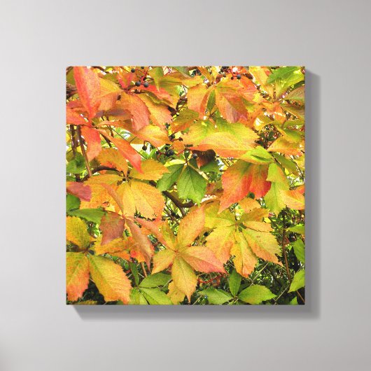 Wildes Weinstock-Blätter des Herbstes Leinwanddruck (Vorderseite)