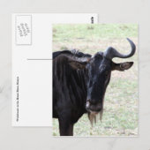 wildeste Solohorn Postkarte (Vorne/Hinten)