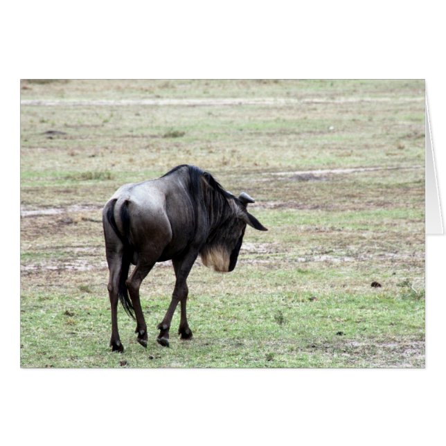 wildester Solo (Vorderseite (Horizontal))