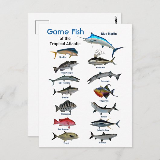 Wildfische im tropischen Atlantik  Postkarte (Vorne/Hinten)