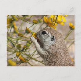 Wildflower Snack Postcard Postkarte
