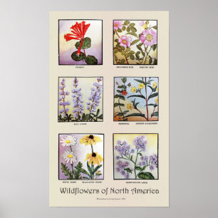 Wildflowers of North America [B] Poster