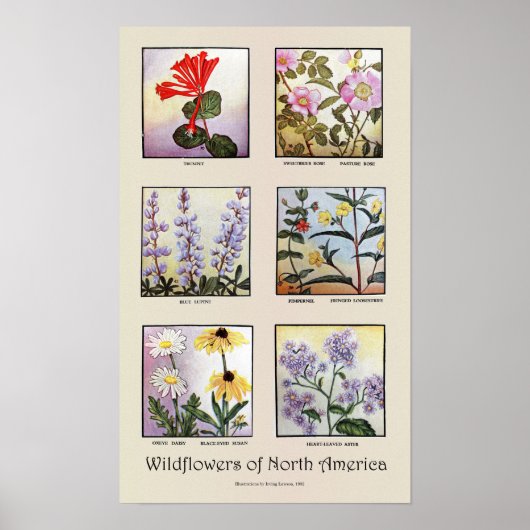 Wildflowers of North America [B] Poster (Vorne)