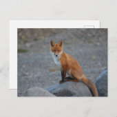 Wildfox Natur Tier Postkarte (Vorne/Hinten)