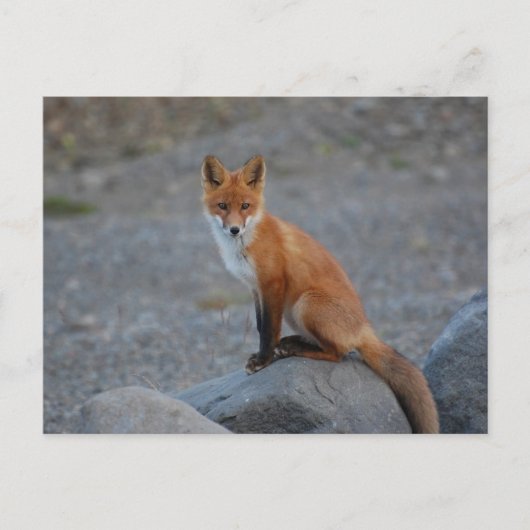 Wildfox Natur Tier Postkarte (Vorderseite)