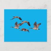 Wildgänse Postkarte (Vorderseite)