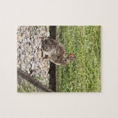 Wildhasen, die auf den Pfaden sitzen Puzzle (Horizontal)