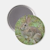 Wildkaninchen Ostküstenschwanz II Apparel & Gesche Magnet (Vorderseite/Rückseite)