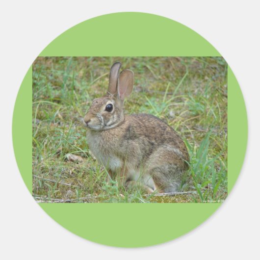 Wildkaninchen Ostküstenschwanz II Apparel & Gesche Runder Aufkleber (Vorderseite)