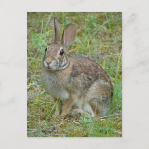 Wildkaninchen Östliche Baumwollschwanzkleidung und Postkarte