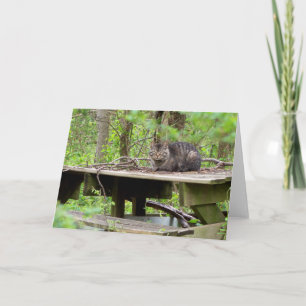 Wildkatze im Wald Grußkarte Karte