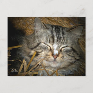 Wildkatze schläft im Winterschutz Postkarte