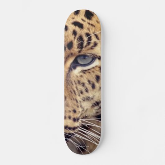 Wildkatze Skateboard (Vorderseite)