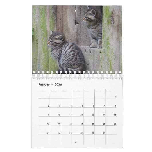 Wildkatzen. Kalender (Feb 2026)
