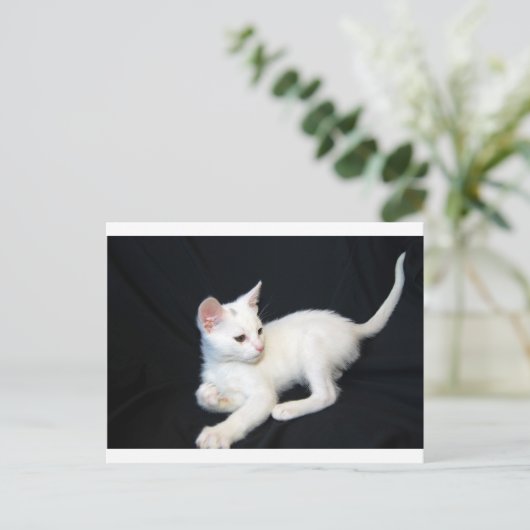 Wildkatzen Postkarte (Stehend Vorderseite)