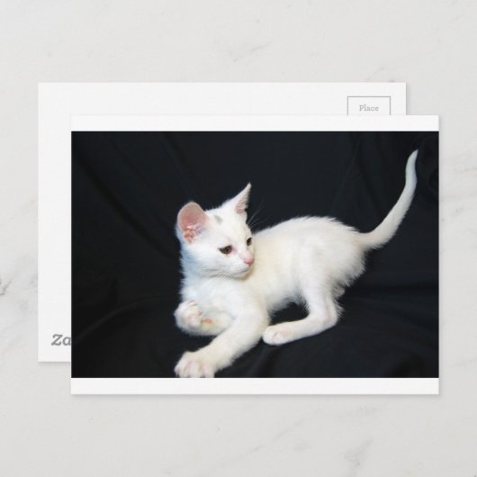 Wildkatzen Postkarte (Vorne/Hinten)