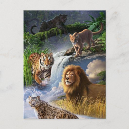 Wildkatzen Postkarte (Vorderseite)