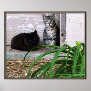 Wildkatzenposter Poster
