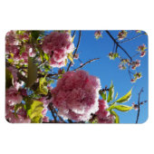 Wildkirsche Rosa Blossom Tree Magnet (Horizontal)