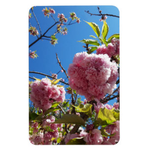 Wildkirsche Rosa Blossom Tree Magnet