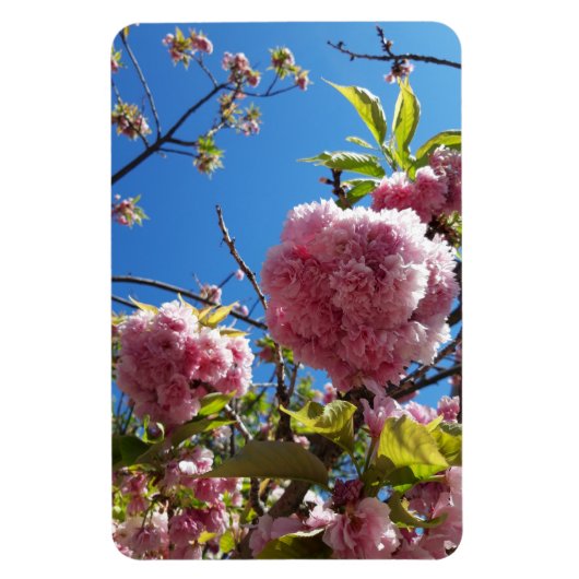 Wildkirsche Rosa Blossom Tree Magnet (Vertikal)