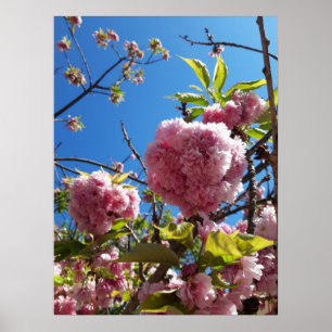 Wildkirsche Rosa Blossom Tree Poster