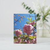Wildkirsche Rosa Blossom Tree Postkarte (Stehend Vorderseite)