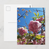 Wildkirsche Rosa Blossom Tree Postkarte (Vorne/Hinten)