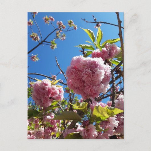 Wildkirsche Rosa Blossom Tree Postkarte (Vorderseite)